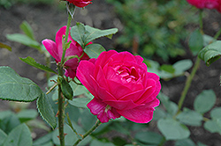 Purple Heart Rose (Rosa 'Purple Heart') at Stonegate Gardens