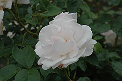 City of London Rose (Rosa 'City of London') at Stonegate Gardens