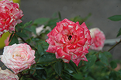 Minnie Pearl Rose (Rosa 'Minnie Pearl') at A Very Successful Garden Center
