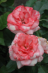 First Edition Rose (Rosa 'First Edition') at Lakeshore Garden Centres