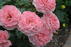 English Miss Rose (Rosa 'English Miss') at A Very Successful Garden Center
