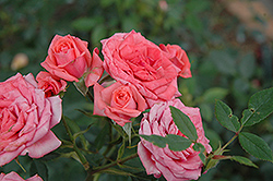 Millie Walters Rose (Rosa 'Millie Walters') at Stonegate Gardens