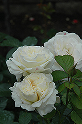 Vision Blanc Rose (Rosa 'Vision Blanc') at Stonegate Gardens