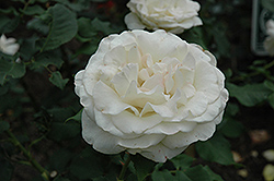 French Lace Rose (Rosa 'French Lace') at A Very Successful Garden Center