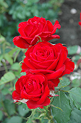 National Trust Rose (Rosa 'National Trust') at Stonegate Gardens