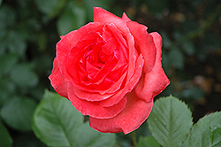 Camelot Rose (Rosa 'Camelot') at A Very Successful Garden Center