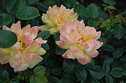 Golden Halo Rose (Rosa 'Golden Halo') at Stonegate Gardens