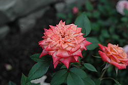 Sweet Revenge Rose (Rosa 'Sweet Revenge') at A Very Successful Garden Center