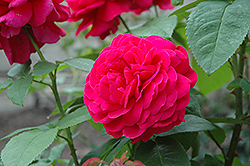 L.D. Braithwaite Rose (Rosa 'L.D. Braithwaite') at Stonegate Gardens
