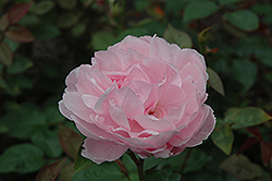 The Miller Rose (Rosa 'The Miller') at Lakeshore Garden Centres