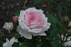 The Wife of Bath Rose (Rosa 'The Wife of Bath') at Stonegate Gardens