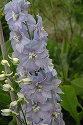 Dreaming Spires Larkspur (Delphinium 'Dreaming Spires') at A Very Successful Garden Center