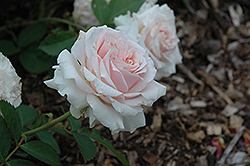 Hawkeye Belle Rose (Rosa 'Hawkeye Belle') at A Very Successful Garden Center