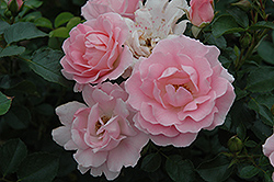 Surrey Rose (Rosa 'Surrey') at Stonegate Gardens