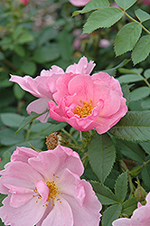 Applejack Rose (Rosa 'Applejack') at A Very Successful Garden Center