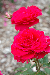 Polonaise Rose (Rosa 'Polonaise') at A Very Successful Garden Center