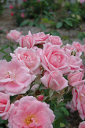 Prairie Princess Rose (Rosa 'Prairie Princess') at A Very Successful Garden Center