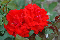 Sierra Skye Rose (Rosa 'Sierra Skye') at Stonegate Gardens