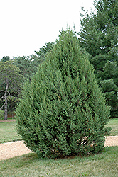 Sutherland Juniper (Juniperus scopulorum 'Sutherland') at A Very Successful Garden Center