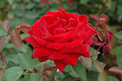 Kashmir Rose (Rosa 'Kashmir') at Stonegate Gardens