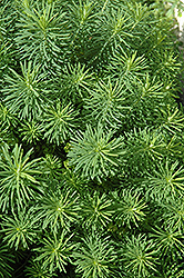 Cypress Spurge (Euphorbia cyparissias) at A Very Successful Garden Center