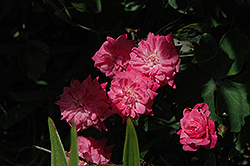 Janet Rose (Rosa 'Janet') at Lakeshore Garden Centres