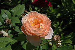 Kathryn Morley Rose (Rosa 'Kathryn Morley') at A Very Successful Garden Center