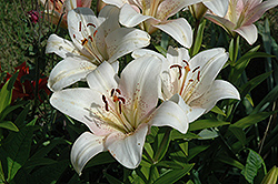 Marcellus Lily (Lilium 'Marcellus') at Lakeshore Garden Centres
