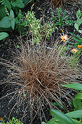 Weeping Brown Sedge (Carex flagellifera) at A Very Successful Garden Center