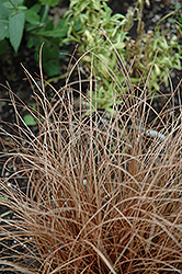 Weeping Brown Sedge (Carex flagellifera) at A Very Successful Garden Center