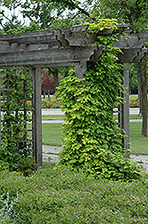 Nugget Ornamental Golden Hops (Humulus lupulus 'Nugget') at A Very Successful Garden Center