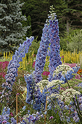 Blue Lace Larkspur (Delphinium 'Blue Lace') at Stonegate Gardens
