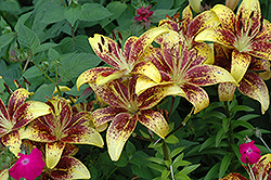 Honey Bee Lily (Lilium 'Honey Bee') at A Very Successful Garden Center