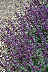 Purple Rain Salvia (Salvia verticillata 'Purple Rain') at A Very Successful Garden Center