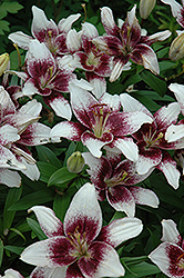 Centerfold Lily (Lilium 'Centerfold') at Stonegate Gardens