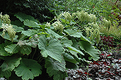 Shieldleaf Rodgersia (Rodgersia tabularis) at A Very Successful Garden Center