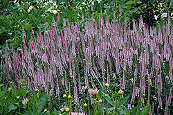 Pink Damask Speedwell (Veronica longifolia 'Pink Damask') at Stonegate Gardens