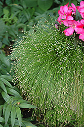 Fiber Optic Grass (Isolepis cernua) at Stonegate Gardens