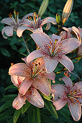 Tropical Breeze Lily (Lilium 'Tropical Breeze') at Lakeshore Garden Centres