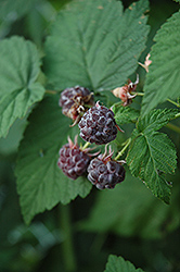Wyoming Raspberry (Rubus 'Wyoming') at A Very Successful Garden Center