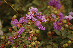 Violet Filli Crapemyrtle (Lagerstroemia indica 'Violet Filli') at A Very Successful Garden Center