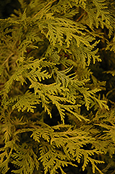 Vintage Gold Dwarf Moss Falsecypress (Chamaecyparis pisifera 'Vintage Gold') at A Very Successful Garden Center