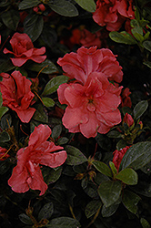 Encore Autumn Cheer Azalea (Rhododendron 'Conlef') at A Very Successful Garden Center