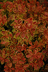 Admiration Japanese Barberry (Berberis thunbergii 'Admiration') at A Very Successful Garden Center