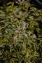 Twist of Lime Glossy Abelia (Abelia x grandiflora 'Hopley's') at Stonegate Gardens