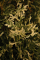 Wansdyke Silver Arborvitae (Thuja occidentalis 'Wansdyke Silver') at A Very Successful Garden Center
