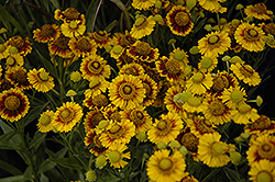 Gold Selection Sneezeweed (Helenium 'Gold Selection') at A Very Successful Garden Center