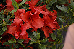 Encore Autumn Bravo Azalea (Rhododendron 'Conlen') at A Very Successful Garden Center