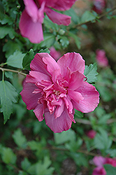 Boule de Feu Rose of Sharon (Hibiscus syriacus 'Boule de Feu') at A Very Successful Garden Center