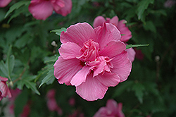 Lucy Rose Of Sharon (Hibiscus syriacus 'Lucy') at Lakeshore Garden Centres